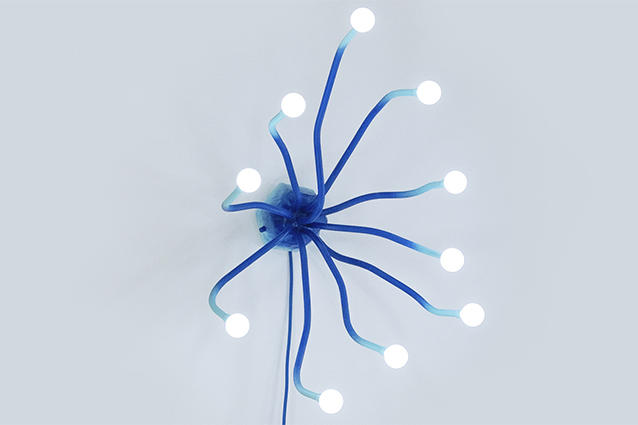 anemone